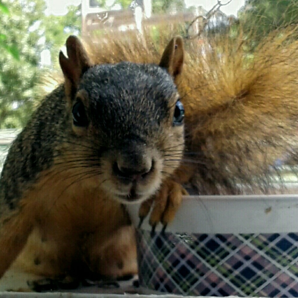 🐶🐹🐴 FYI 🐴🐹🐶 - Picture 8 of 8